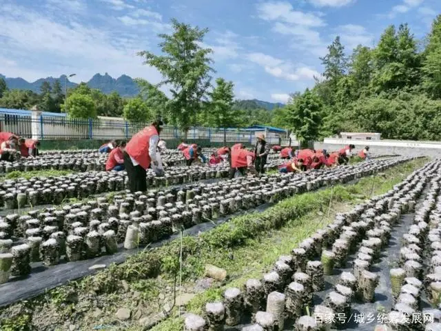 村民种植致富菇_致富经平菇种植人_致富经种香菇的视频