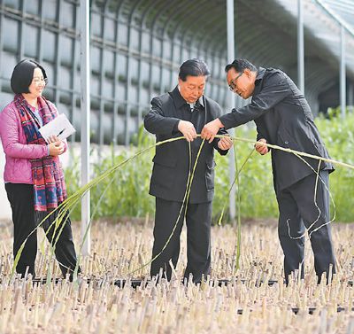 家庭菌菇种植方法_家庭菌菇养殖_家用菌菇种植技术