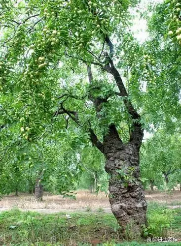 三农致富种植枣树_致富三农种植枣树视频_种植枣树赚钱吗