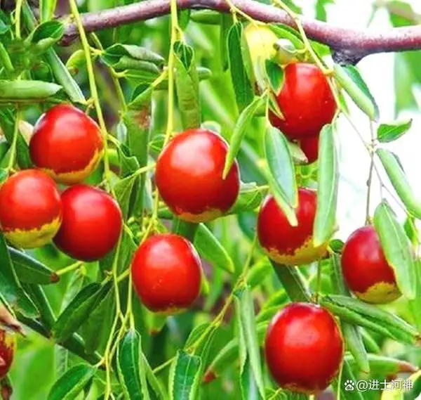 致富三农种植枣树视频_三农致富种植枣树_种植枣树赚钱吗