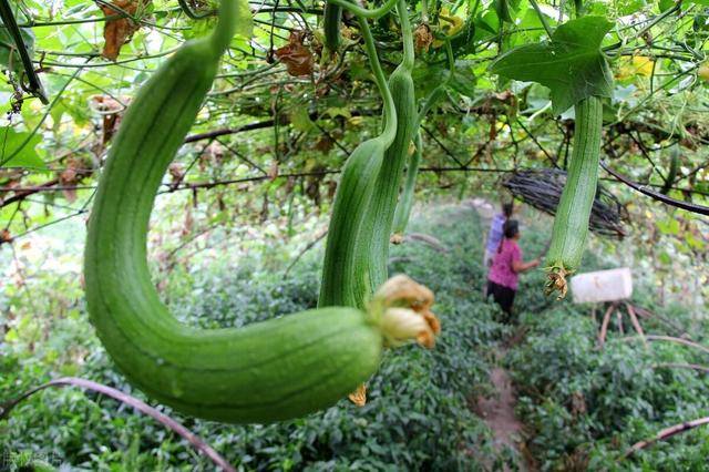 露地丝瓜高产种植技术要点！农户快收好