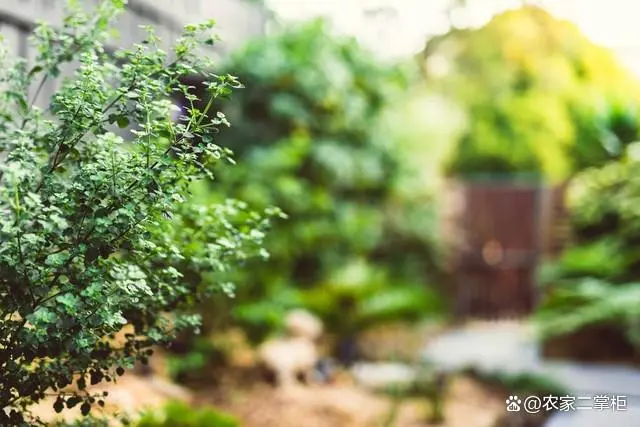 前胡种植技术以及亩收益