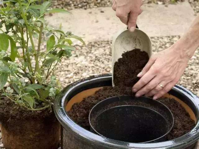 蓝莓种植项目_蓝莓的种植技术与前景_种植蓝莓前景怎么样