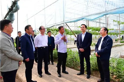 夏邑草莓种植致富_夏邑草莓采摘园_夏邑草莓基地