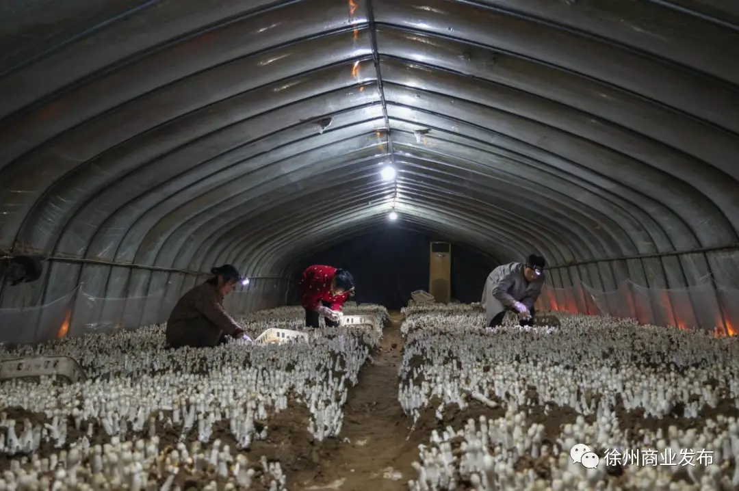 农村菌类种植致富_致富种植农村菌类有哪些_致富种植农村菌类产品