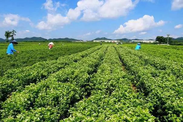 夏季水果种植项目，市场需求大、经济效益高！