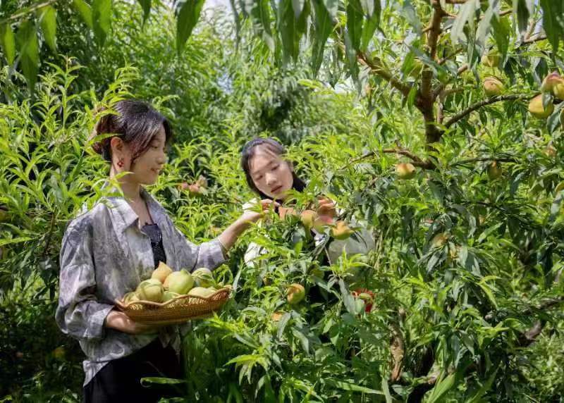 天等水果产业发展迅速效益显著