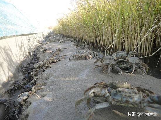 河蟹稻田养殖技术要点_稻田养河蟹的基本知识_稻田地养河蟹应该怎么规划