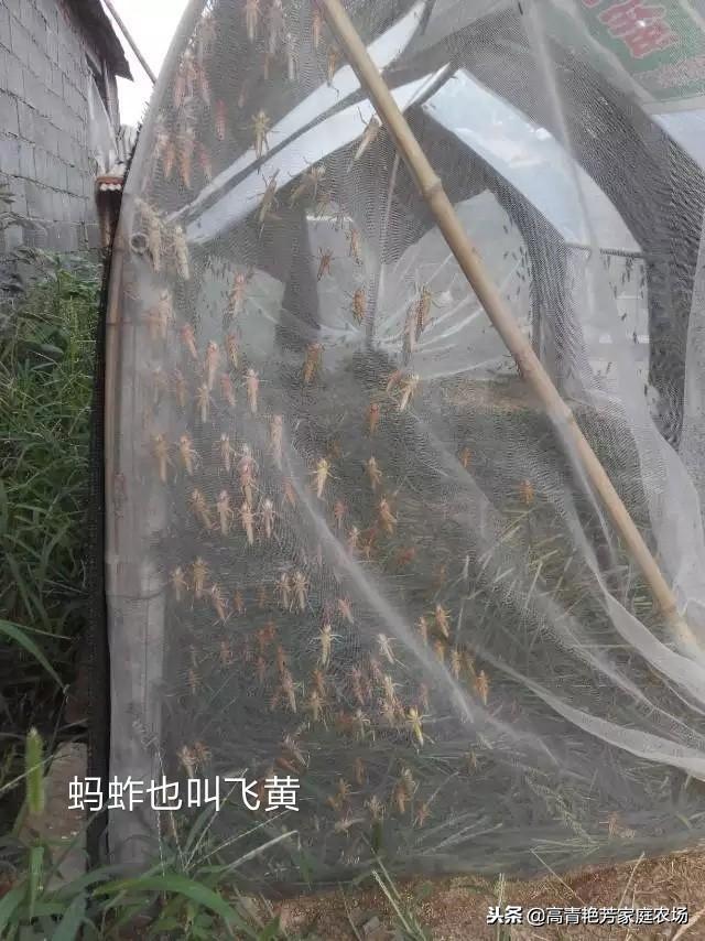 致富养殖蝗虫视频_致富养殖蝗虫赚钱吗_致富经蝗虫养殖