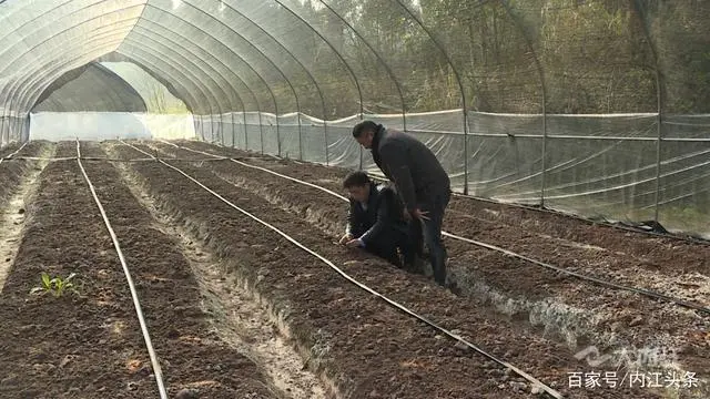 农村菌类种植致富_致富种植农村菌类产品_致富种植农村菌类有哪些