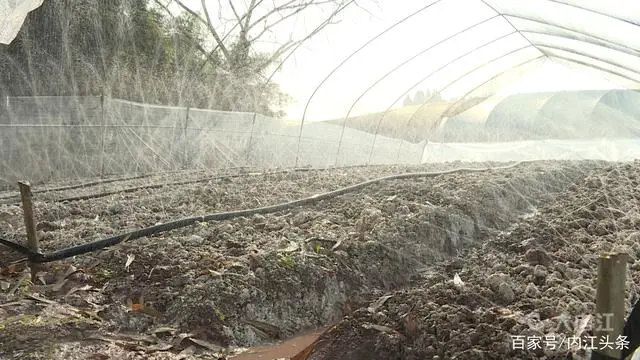 致富种植农村菌类有哪些_农村菌类种植致富_致富种植农村菌类产品