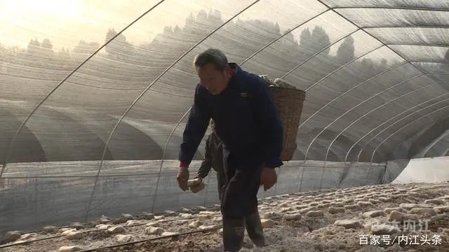 致富种植农村菌类产品_农村菌类种植致富_致富种植农村菌类有哪些