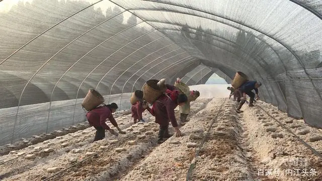 农村菌类种植致富_致富种植农村菌类有哪些_致富种植农村菌类产品