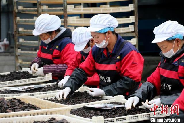 阜阳桑黄种植基地_阜阳桑黄种植技术_种植阜阳技术桑黄怎么样