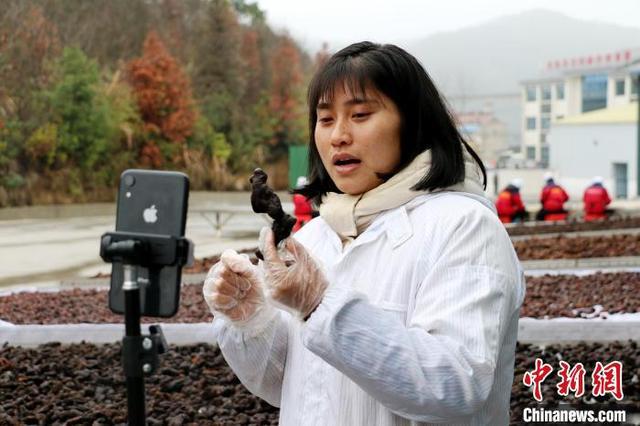 种植阜阳技术桑黄怎么样_阜阳桑黄种植基地_阜阳桑黄种植技术