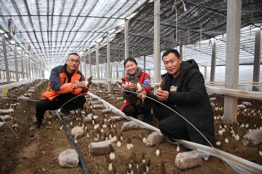 农村菌类种植项目大全_致富种植农村菌类产品_农村菌类种植致富