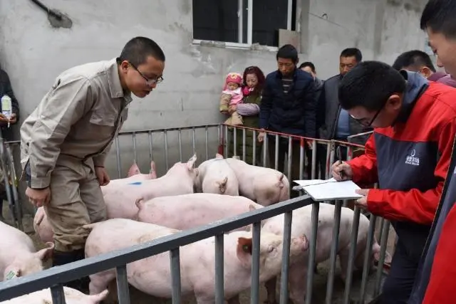 将一头猪的肉全都卖完，大概能赚多少？养殖场老板透露背后的实情