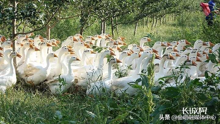 饺子赚钱_饺子赚大钱_致富经饺子