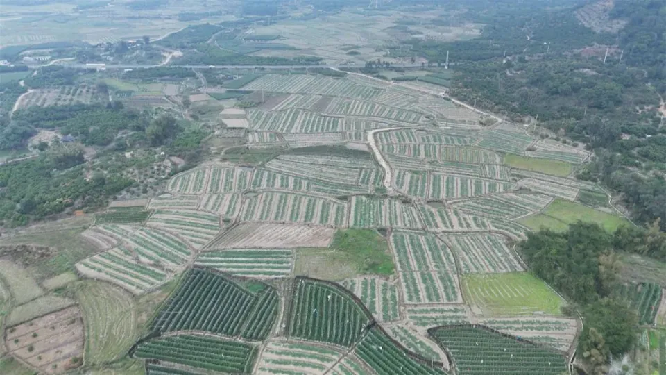 阳江阳西县：土地流转“金钥匙”打开规模化种植新局面