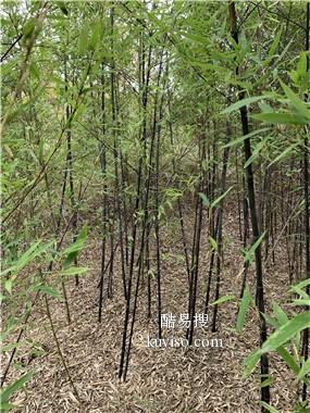 致富种植紫竹故事内容_紫竹种植_种植紫竹致富故事