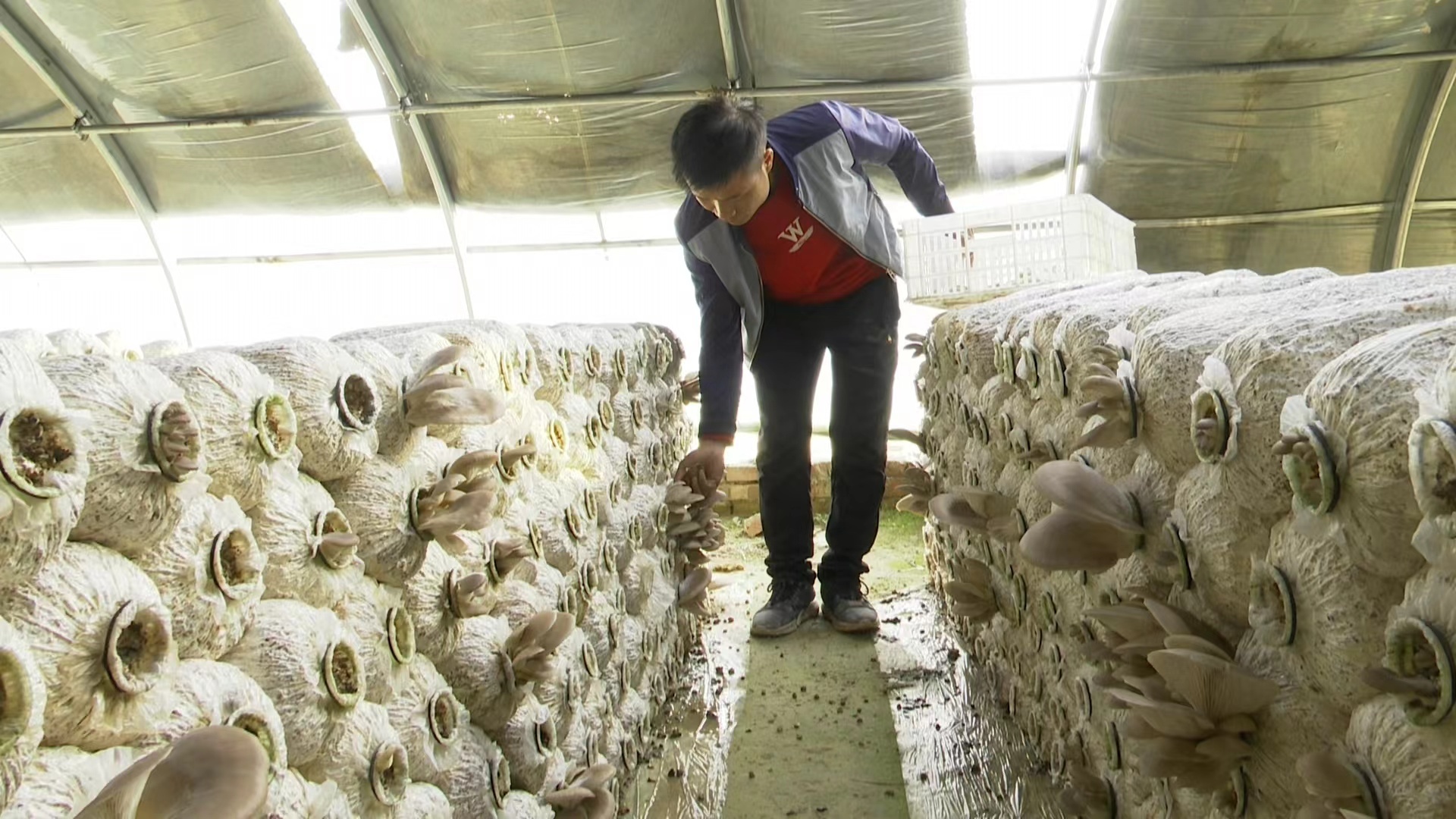 农村菌类种植致富_致富种植农村菌类产品_农村种植菌菇类可以赚钱吗