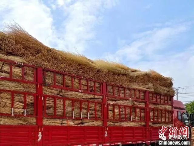 龙柳种植_龙柳种植致富_龙柳土培