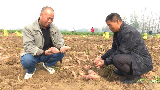 致富种植视频全集_致富薯种植方法_致富薯种植方法和技术