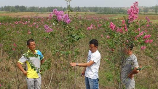 张运兵：带动村民种植花卉苗木奔向致富路