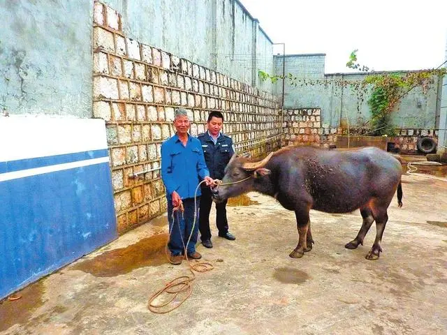 致富经养凶猛的猪_致富经养肥猪_杀猪致富经