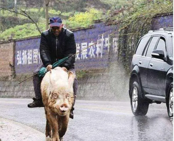 致富经养肥猪_致富经养凶猛的猪_杀猪致富经