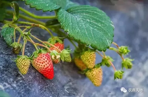 开花种植草莓技术视频_草莓开花种植技术_开花种植草莓技术要点