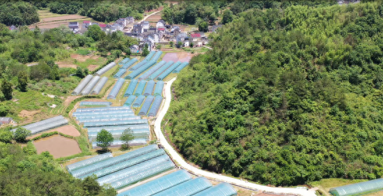 休宁县：大棚蔬菜种出致富好“钱”景