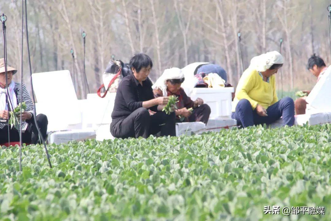 致富经蝗虫养殖_致富养殖蝗虫图片_致富养殖蝗虫赚钱吗