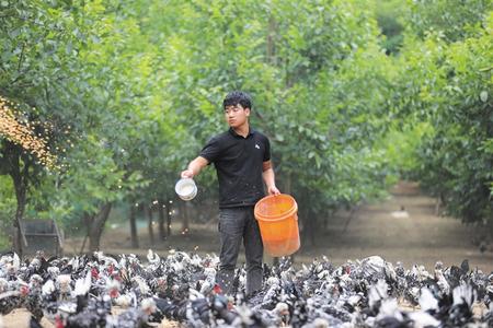 这位90后成了酷炫“鸡司令”——记成县青年致富带头人尚育康