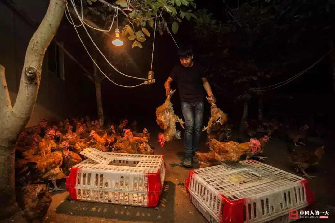 致富经贵妃鸡养殖_养贵妃鸡赚钱吗_养贵妃鸡致富视频