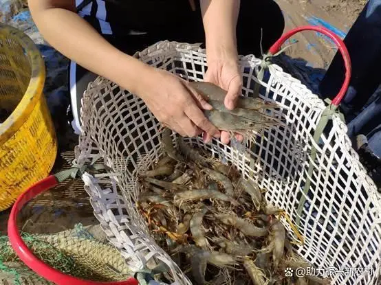 淡水白对虾养殖水质要求_淡水白对虾养殖技术视频_白对虾淡水养殖技术