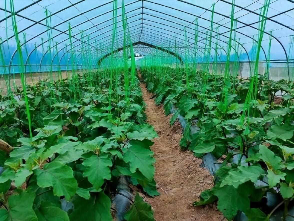 致富蔬菜种植农村视频_农村致富种植蔬菜_农村种植蔬菜致富方案