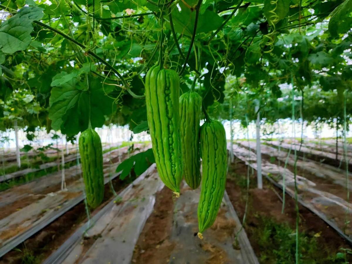 致富蔬菜种植农村视频_农村致富种植蔬菜_农村种植蔬菜致富方案