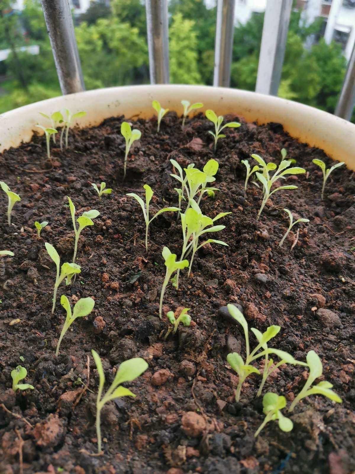 农村致富种植蔬菜_致富蔬菜种植农村视频_农村种植蔬菜致富方案