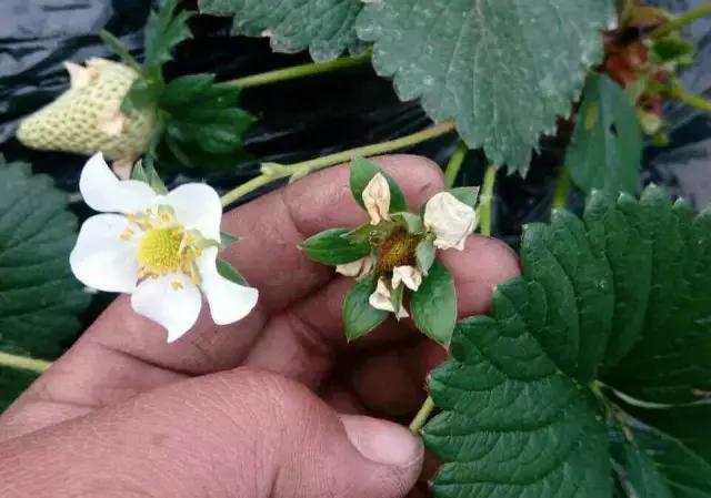 开花种植草莓技术要点_草莓开花种植技术_开花种植草莓技术视频