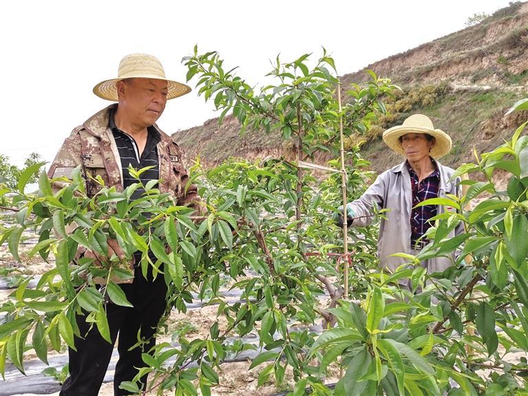 农村荒山种植什么好_荒山种植果树_荒山种植致富树