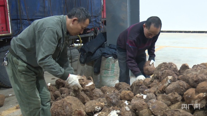 全国最大茯苓集散地 湖南靖州科技助推茯苓产业升级