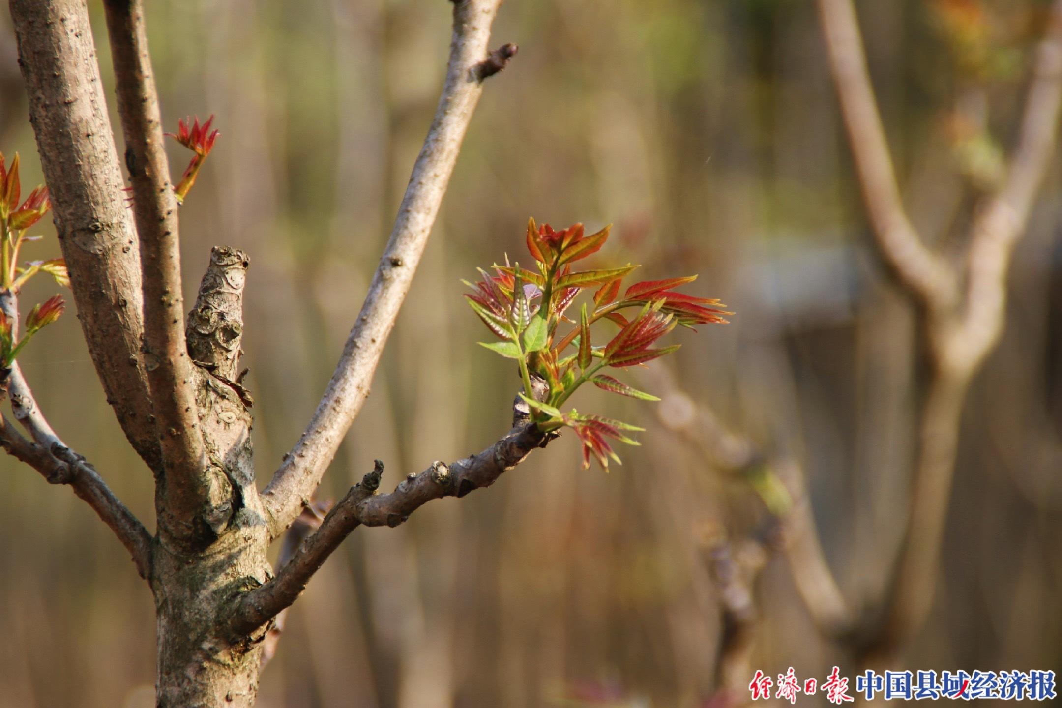 肥西种植致富记_致富经农村种植_种植致富宝典