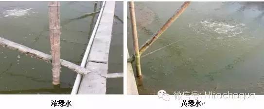 白对虾淡水养殖技术_淡水白对虾养殖技术视频_淡水养殖对虾技术视频