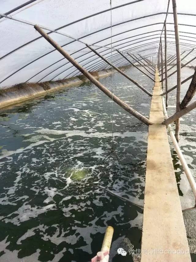 淡水养殖对虾技术视频_淡水白对虾养殖技术视频_白对虾淡水养殖技术