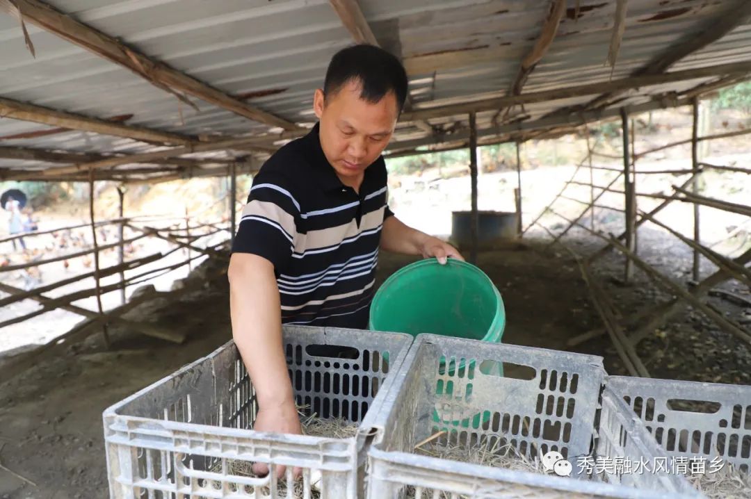 致富项目养鸡_生态鸡养殖致富_致富新项目养鸡