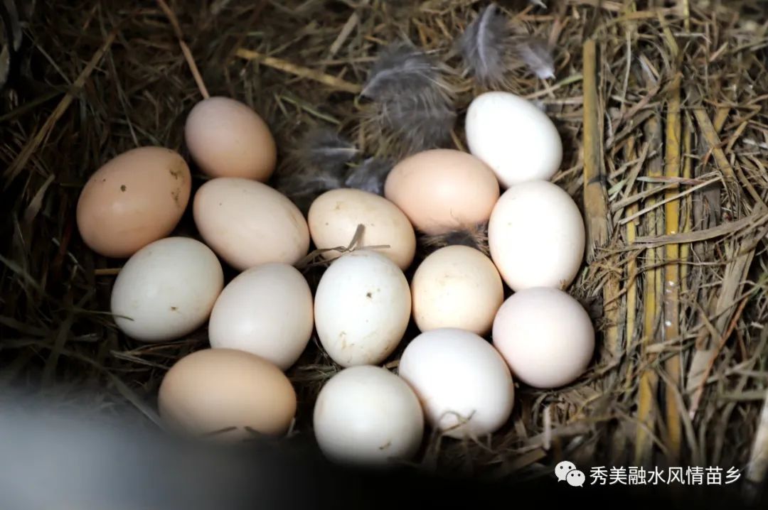 生态鸡养殖致富_致富项目养鸡_致富新项目养鸡