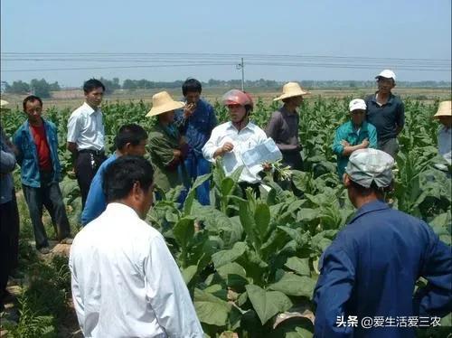 农业致富好项目视频_我看一下农业致富经_看农业致富经