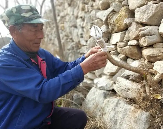 致富种植树荒山的句子_荒山种植致富树_种树致富全部视频