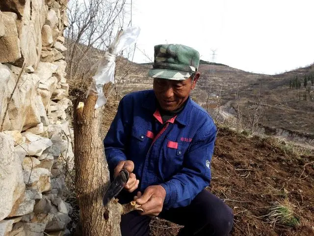 致富种植树荒山的句子_荒山种植致富树_种树致富全部视频